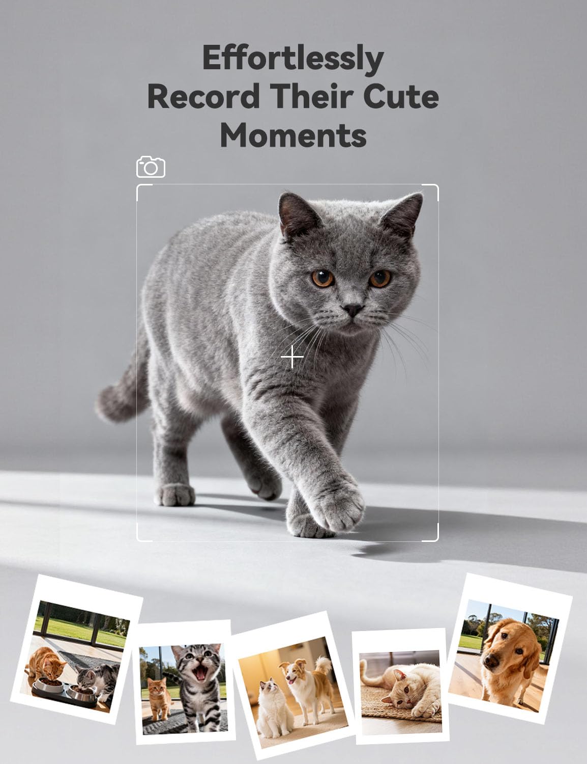 WOPET Automatic Cat Feeder with Camera for Two Cats, 6L Smart Pet Feeder with 1080P HD Video & Night Vision, 5G/2.4G WiFi Cat Dog Feeder, 2-Way Audio, SD Card Storage, Up to 10 Meals per Day