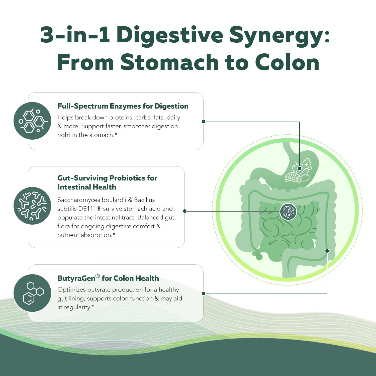 Flora Digest - 3-in-1 Max Strength Digestive Enzymes + Gut Surviving Probiotics & ButyraGen® Postbiotic for Optimal Digestion, Bloating Relief, Regularity, Gut Lining & Colon Support - (60 Capsules)
