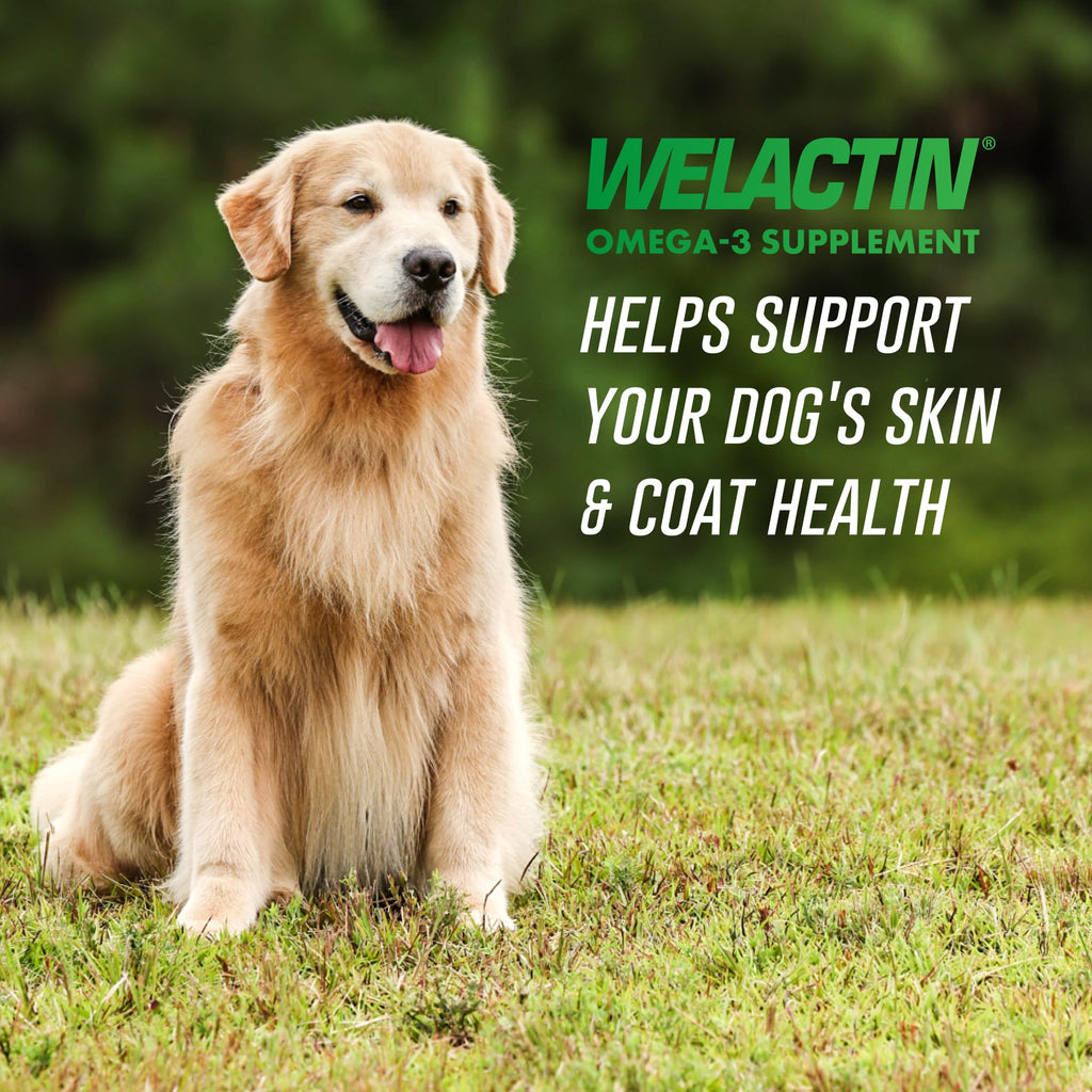 Nutramax Welactin Omega-3 Fish Oil Dog Supplement, Skin & Coat, Liquid 16oz