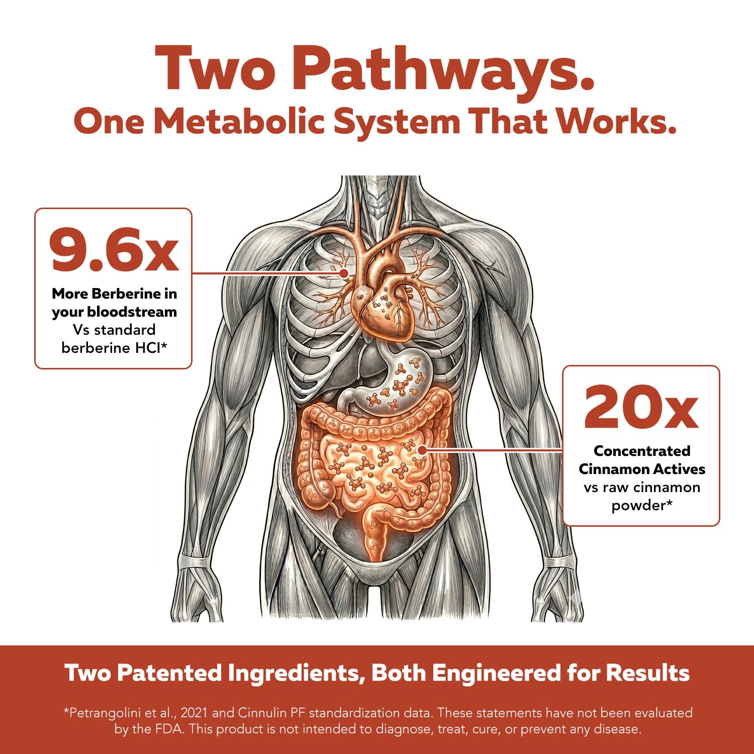 SoActive Berberine + Optimized Cinnamon, 9.6x Enhanced Absorption, Clinically Studied Dose, Patented Berbervis® Phytosome + Cinnulin PF®, Dual-Pathway Metabolism & Cellular Energy Support (120 Caps)